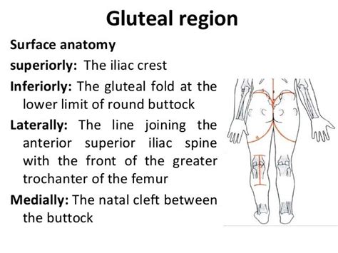 gluteal crack|what is a gluteal cleft.